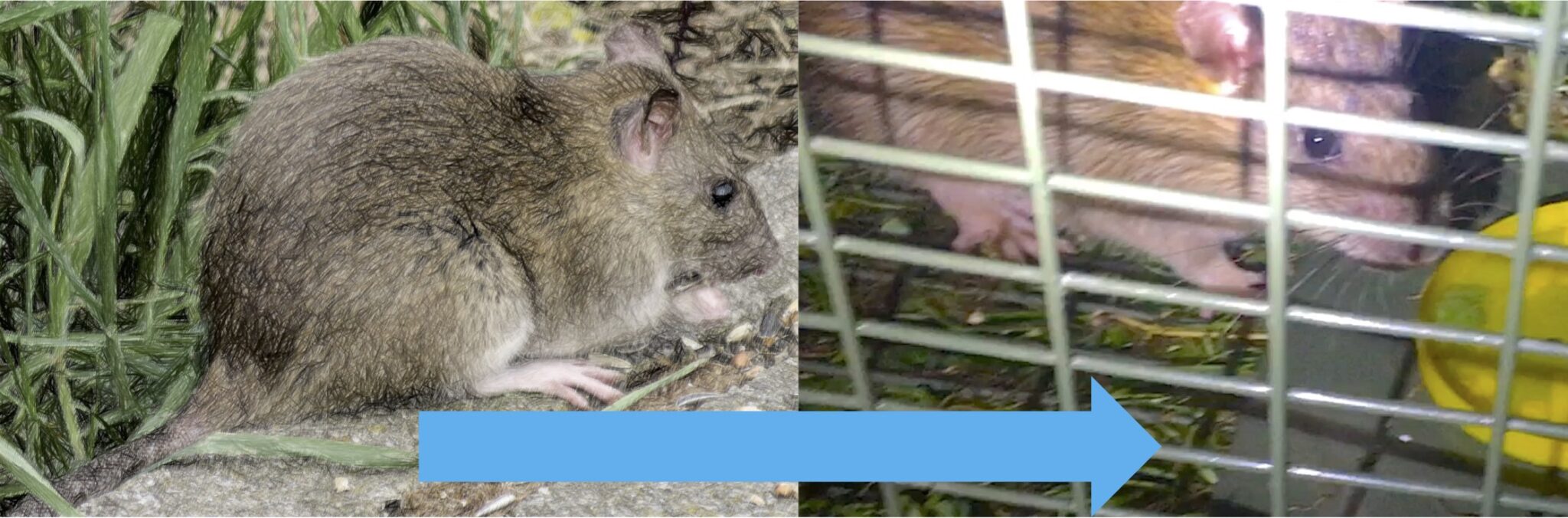 Tierfalle Lebendfalle Rattenfalle Lebendfalle Alive MultiRat - Massenfänger Für Viele Ratten Kasten Falle