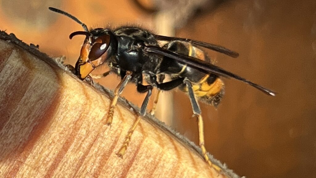 Das Bild zeigt eine Asiatische Hornisse (Vespa velutina) auf einem Holzbrett, dass als Lockstelle 10 Monate in Sirup eingelegt und dann getrocknet wurde. Von Claus Brell