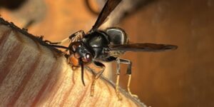 Eine Vespa Velutina in der Frontalansicht. Das Brell lag in einer Invertzuckerlösung und wurde dann getrocknet. Über viele Wochen ist das Brell für Velutina interessant