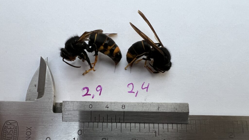 Vespa velutina Stachellänge