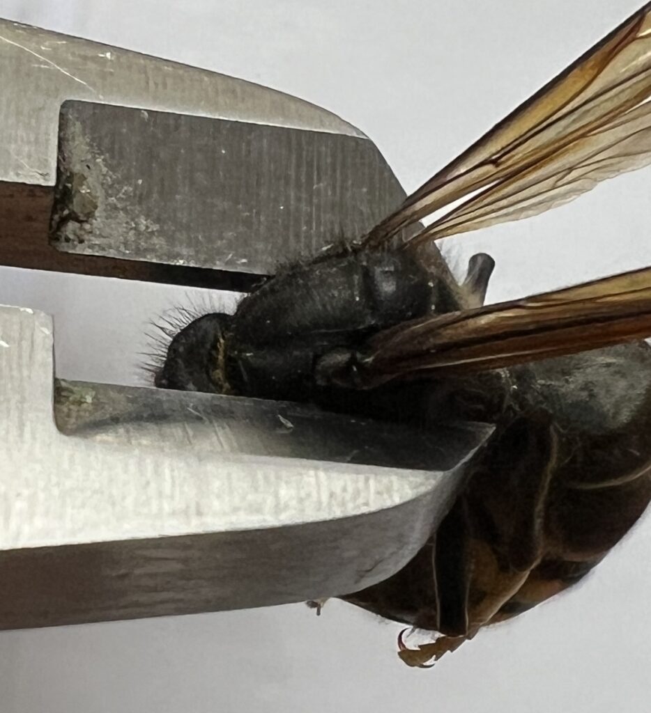 Vespa velutina Thoraxbreite messen