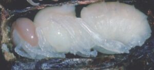 Bienen Puppe präpariert, Bild bearbeitet