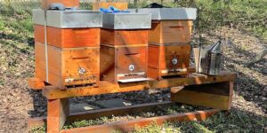 Das Bild zeigt drei Mini Plus Bienenvölker, die gerade einen Honigraum bekommen haben.