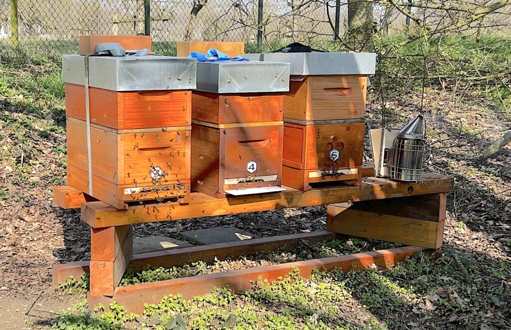 Das Bild zeigt drei Mini Plus Bienenvölker, die gerade einen Honigraum bekommen haben.