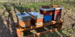 Das Bild zeigt Mini Plus Beuten in Styro und Holz