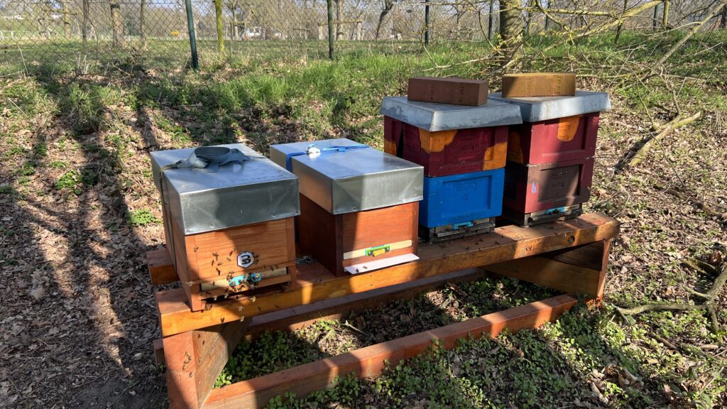 Das Bild zeigt Mini Plus Beuten in Styro und Holz