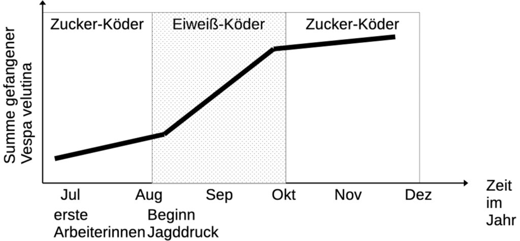 Das Bild zeigt grafisch Zucker und Eiweiß in der V.v. Ernährung im Jahresverlauf. Eiweißbedarf („Fleischbällchen“) ausschließlich für die Brut. Larven erzeugen Anminosäurenbrei, darauf sind adulte V. v. angewiesen (wg Wespentaille). V. v. holen im Spätherbst nur Honig aus der Beute. Bildquelle: eigene Darstellung nach Foto im Vortrag von Hans Jörg Schreyer