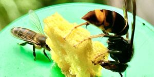 Das Bild zeigt einen Locktopf mit gleichzeitigem Besuch von Vespa velutina und einer Honigbiene.