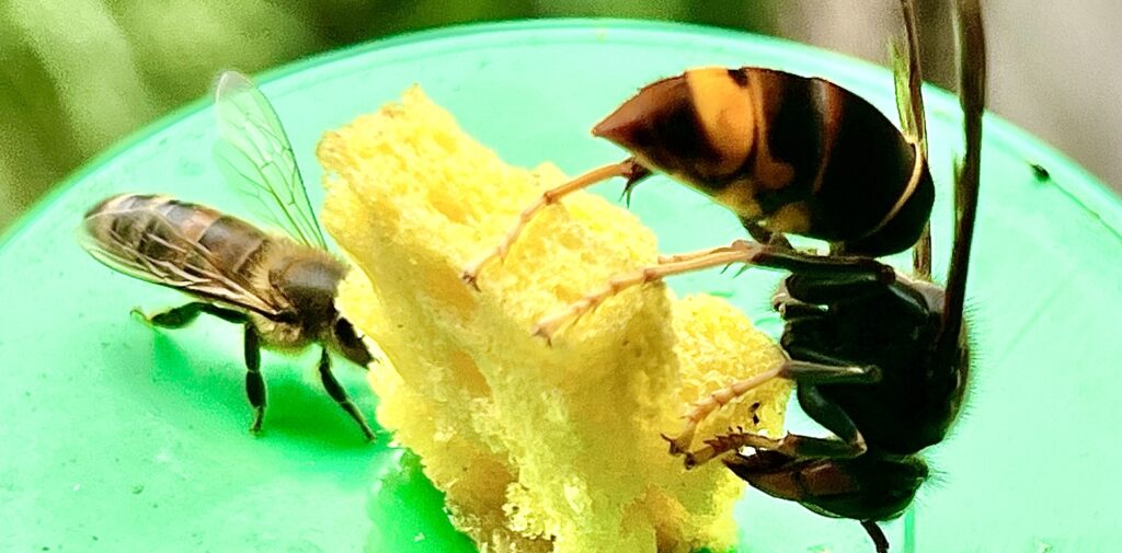 Das Bild zeigt einen Locktopf mit gleichzeitigem Besuch von Vespa velutina und einer Honigbiene.