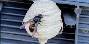 Das Bild zeigt eine Vespa velutina Königin auf einem Embryonalest.