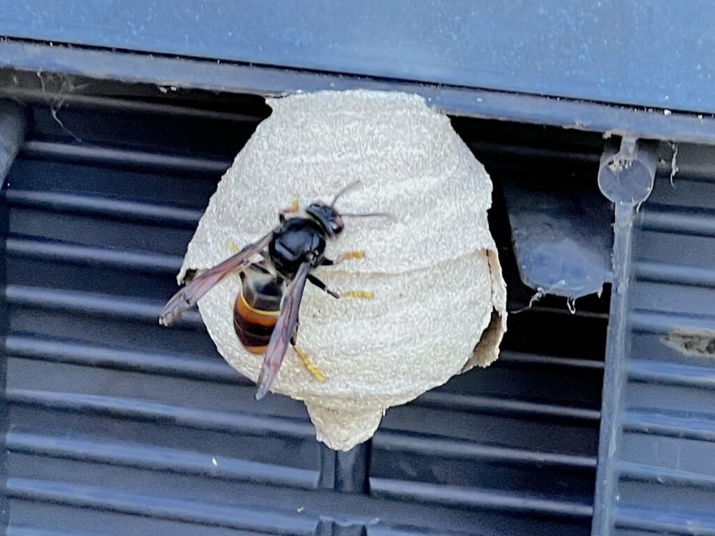 Das Bild zeigt eine Vespa velutina Königin auf einem Embryonalest.
