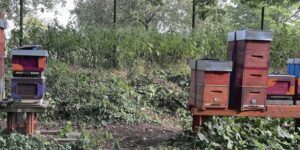 Das Bild zeigt einen Bienenstand am Niederrhein mit Mini Plus Beuten in Holz und Styropor.