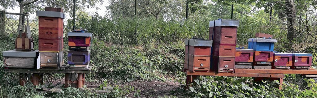 Das Bild zeigt einen Bienenstand am Niederrhein mit Mini Plus Beuten in Holz und Styropor.