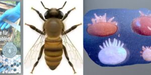 Das Bild zeigt links das Buchcover von Steve Riley, eine stilisierte Biene und mehrere Varroa Milben in verschiedenen Stadien (Abb. 6 aus dem Buch)