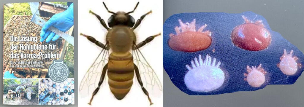 Das Bild zeigt links das Buchcover von Steve Riley, eine stilisierte Biene und mehrere Varroa Milben in verschiedenen Stadien (Abb. 6 aus dem Buch)